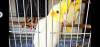 Lutino Cockatiel